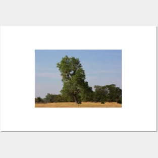 Kansas Country  Tree in a Pasture Posters and Art